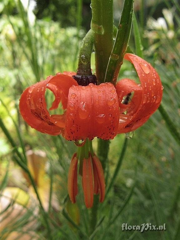 Lilium pomponium