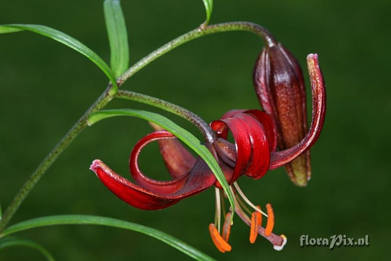 Lilium papilliferum