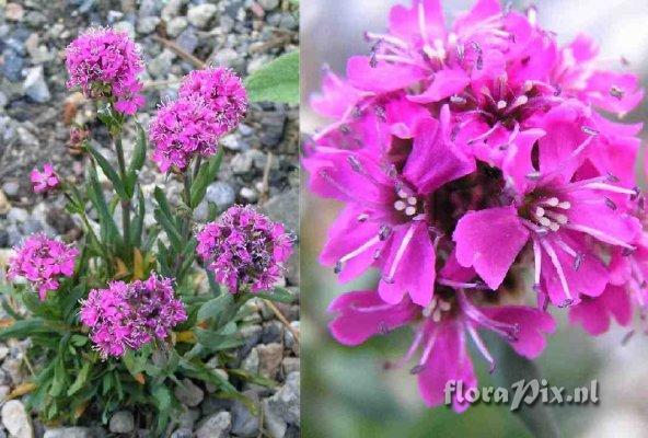 Lychnis alpina