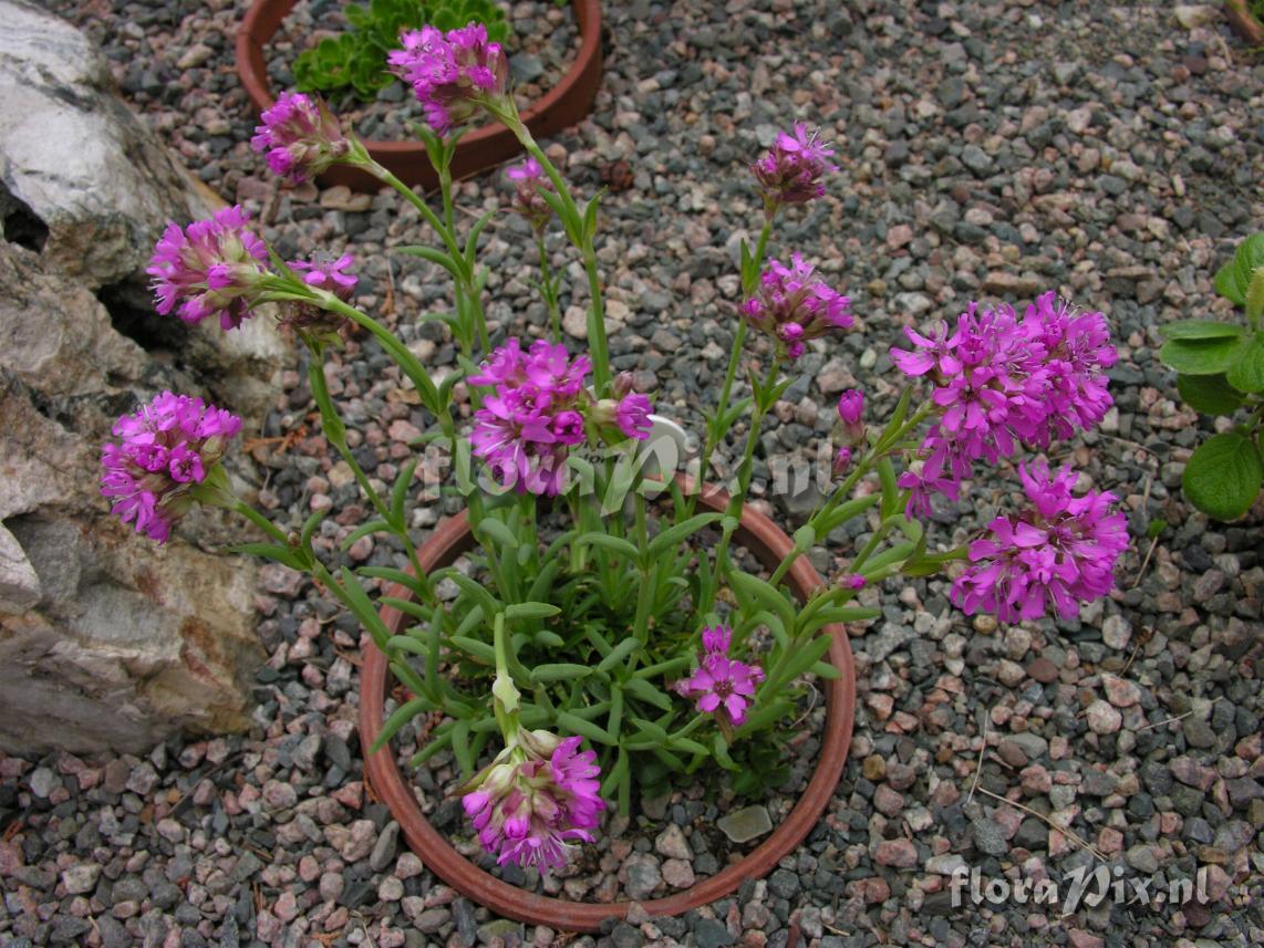 Lychnis alpina