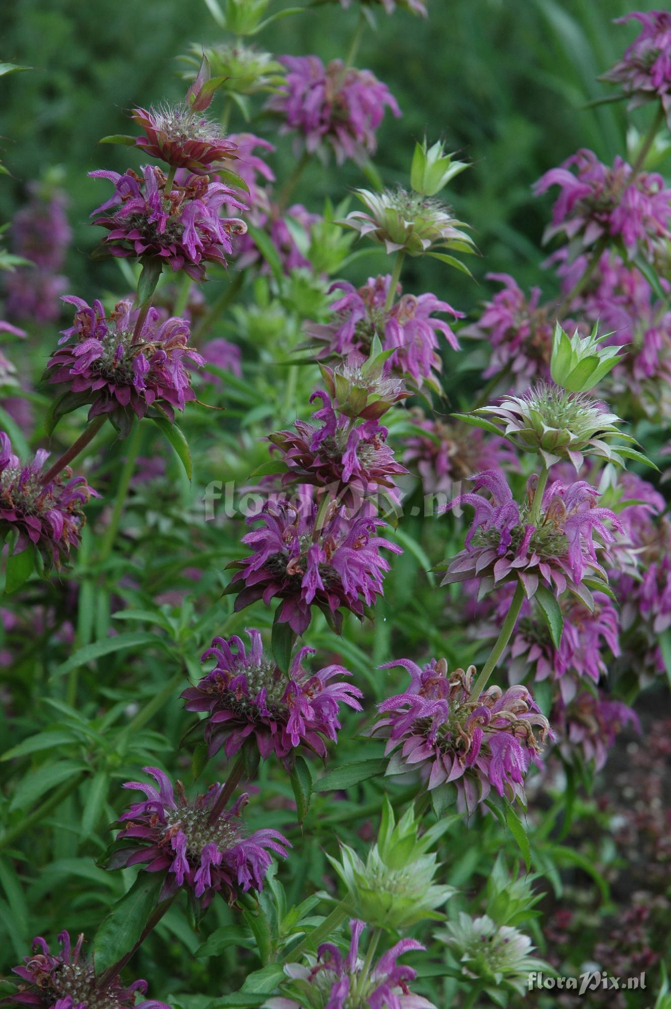 Monarda citriodora