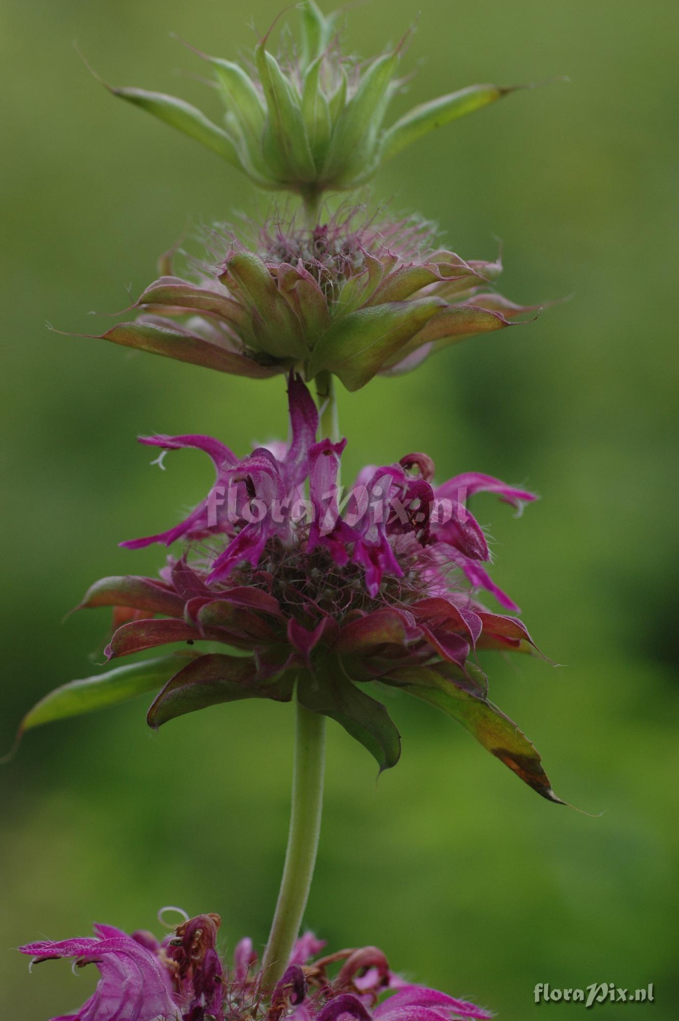 Monarda citriodora