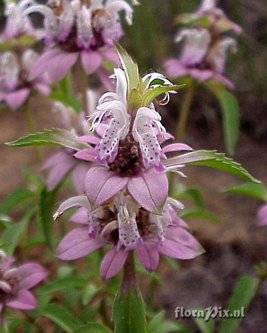 Monarda punctata