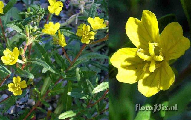 Oenothera minima