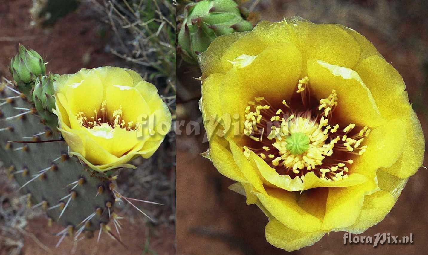 Opuntia phaeacantha