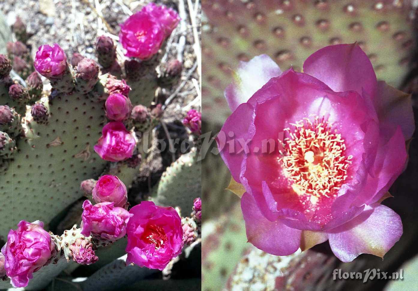 Opuntia basilaris