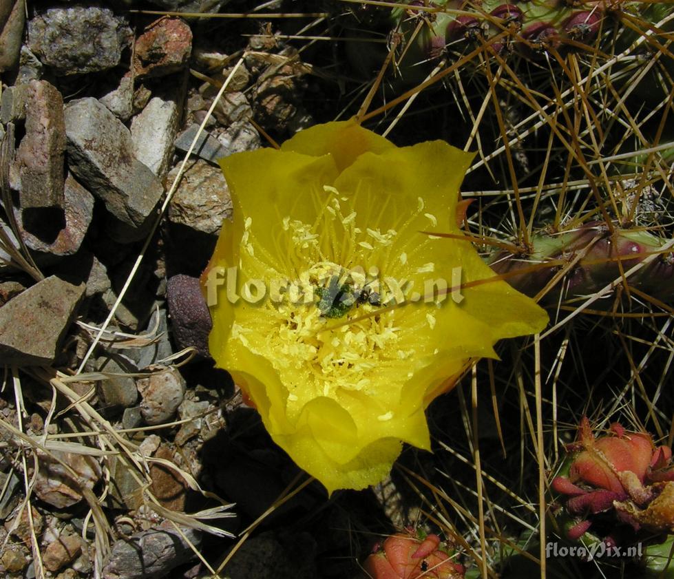 Opuntia sulphurea