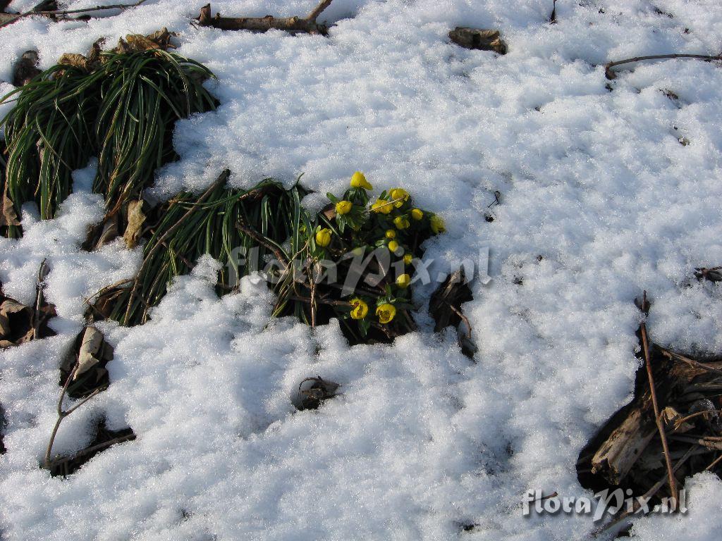 Eranthis hyemalis