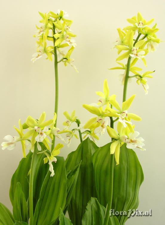 Calanthe sieboldii