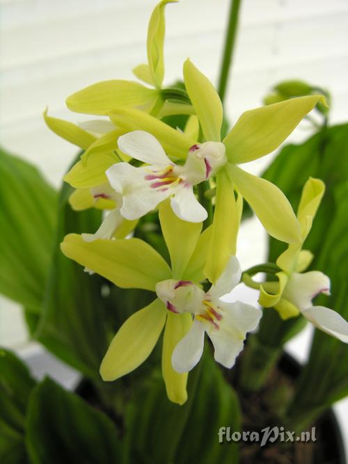 Calanthe sieboldii