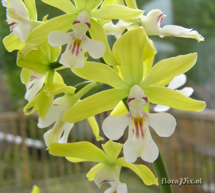 Calanthe sieboldii