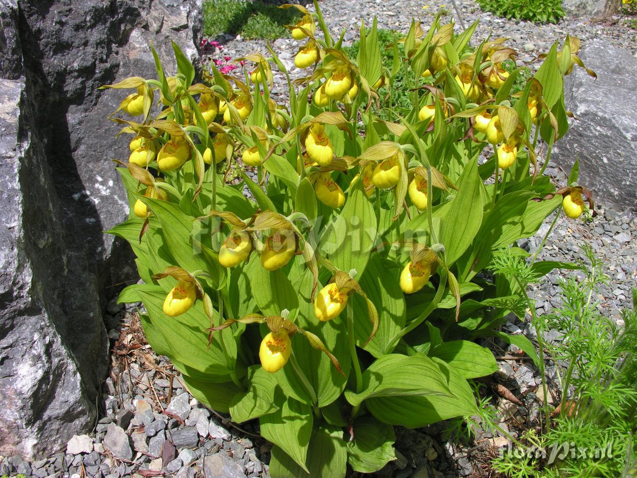 Cypripedium parviflorum