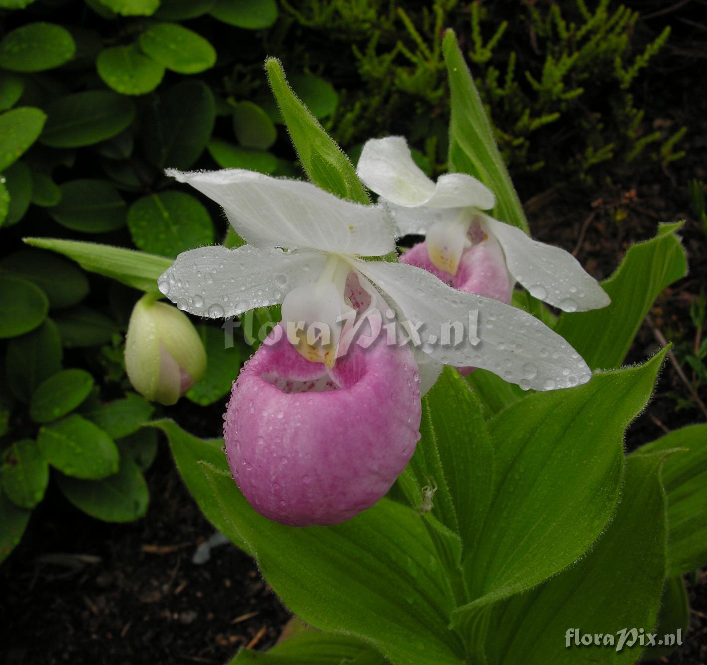 Cypripedium reginae