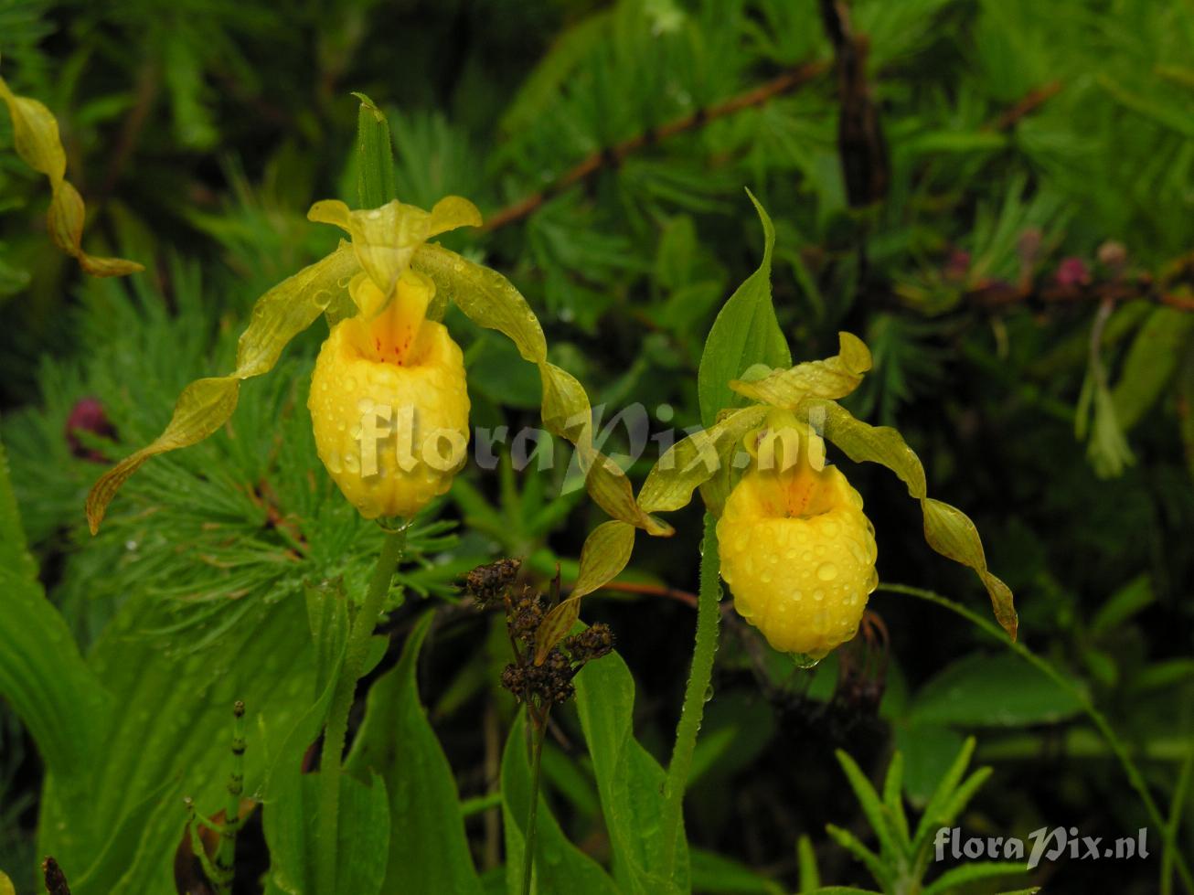 Cypripedium parviflorum