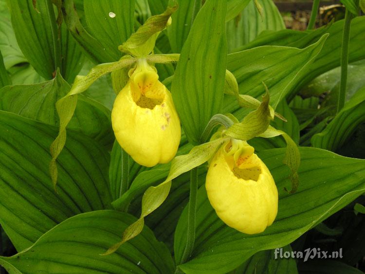 Cypripedium calceolus pubescens