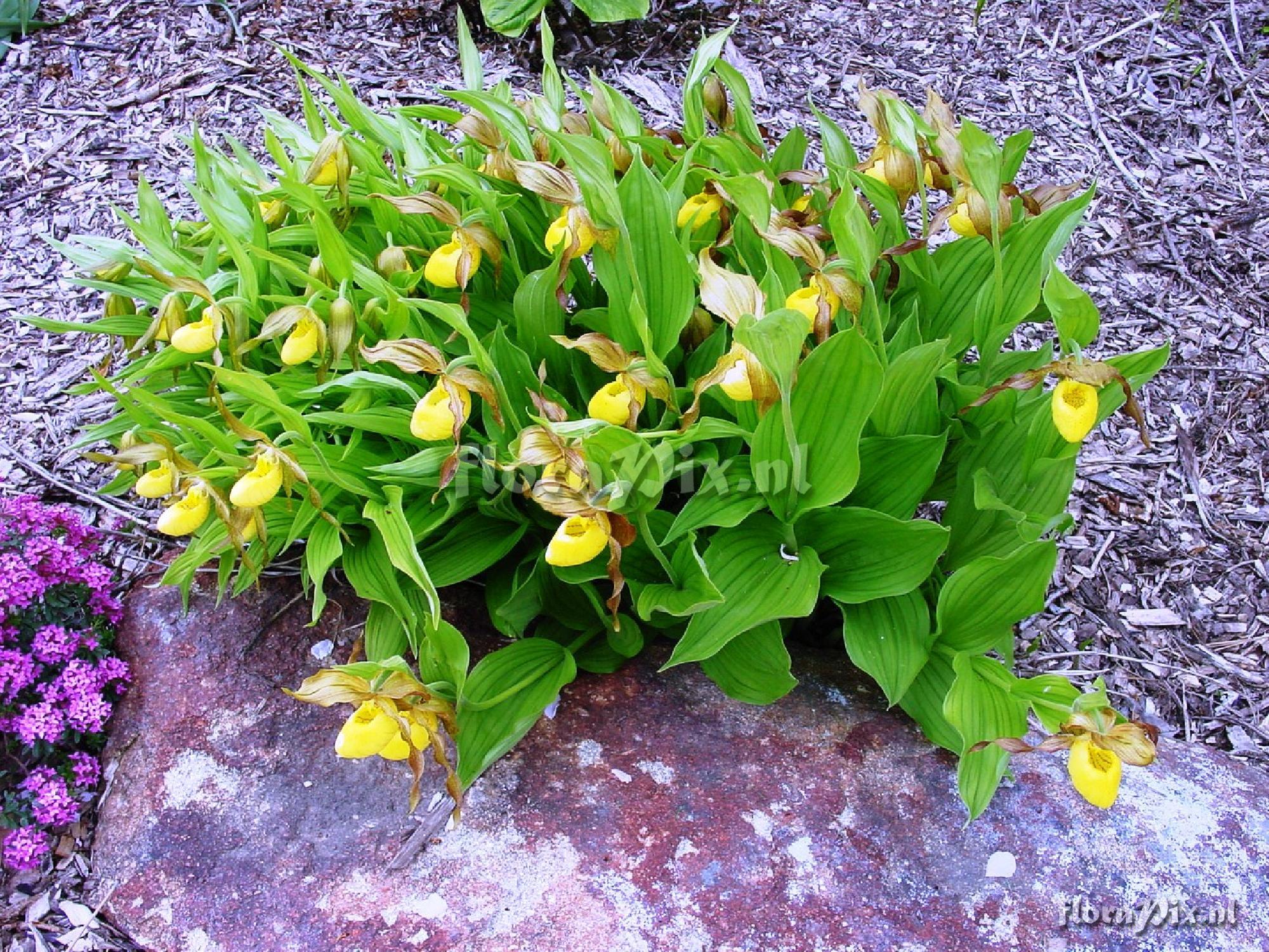 Cypripedium pubescens