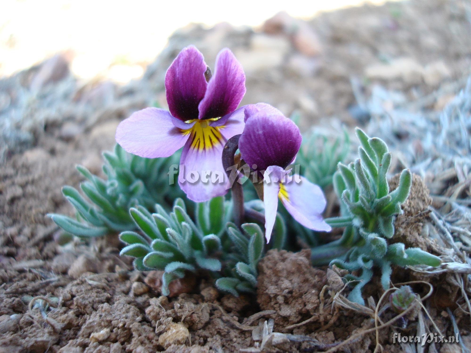 Viola beckwithii