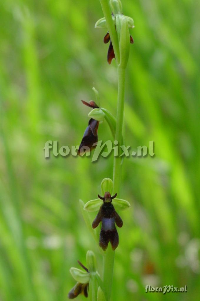 Ophrys insectifera