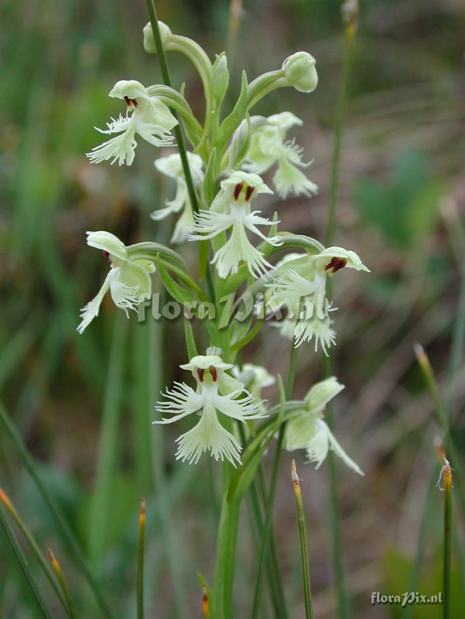 Platanthera lacera var. terrae-novae