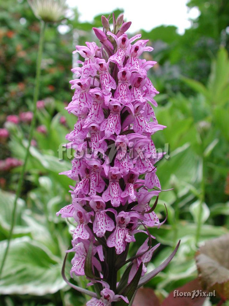 Dactylorhiza praetermissa