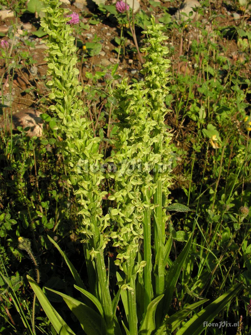 Platanthera aquilonis