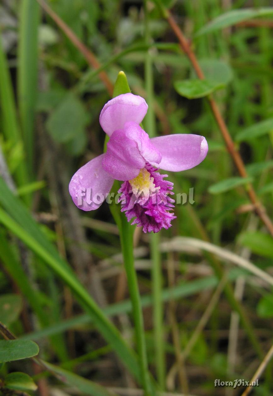 Pogonia ophioglossoides