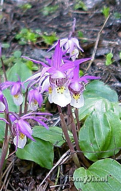 Calypso bulbosa