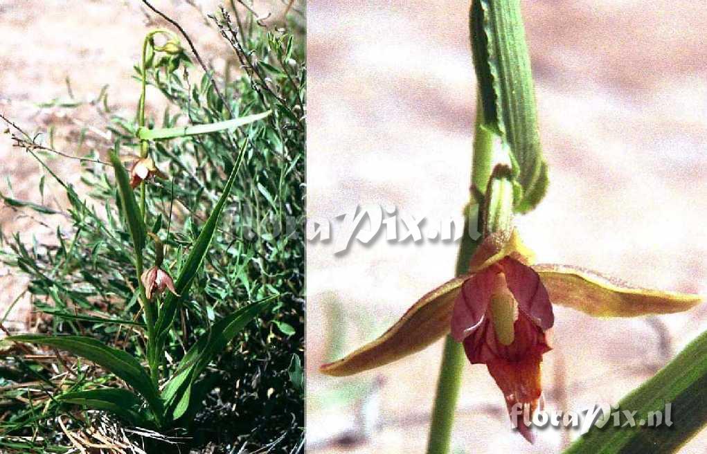 Epipactis gigantea