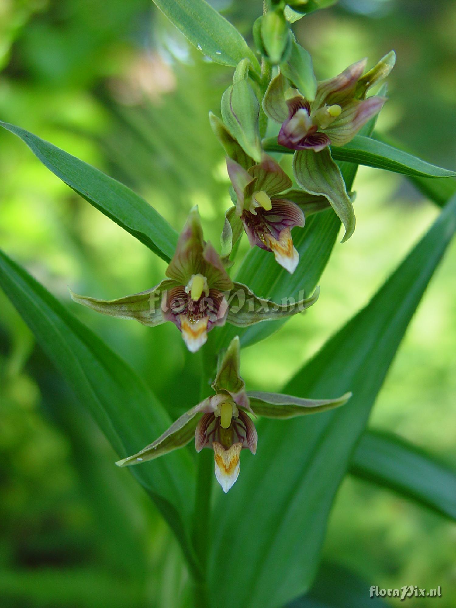 Epipactis gigantea