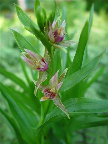 Epipactis x Sabine