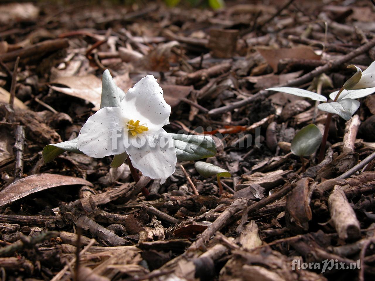 Trillium nivale