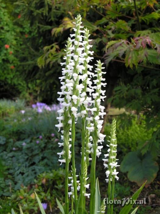 Spiranthes cernua odorata Chadds Ford