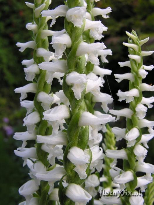 Spiranthes cernua odorata Chadds Ford