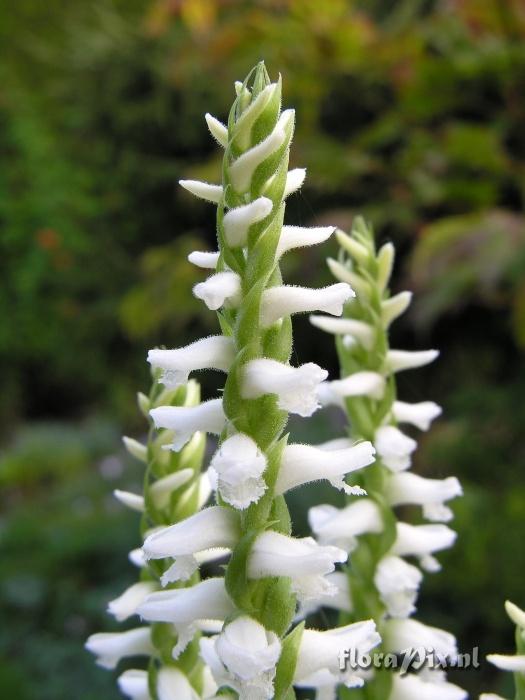 Spiranthes cernua odorata Chadds Ford