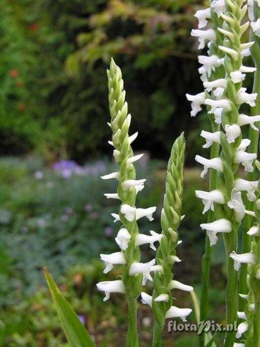 Spiranthes cernua odorata Chadds Ford