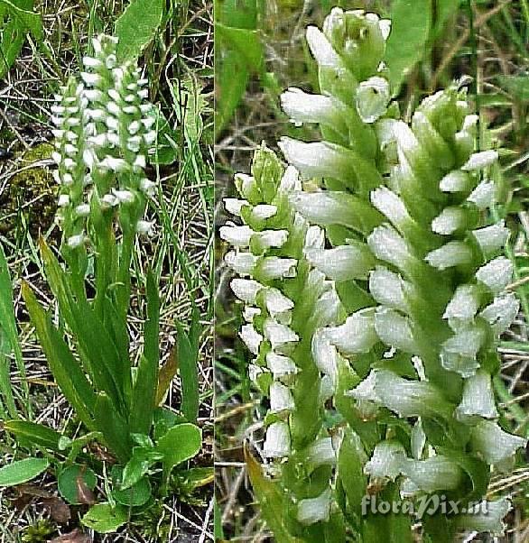 Spiranthes romanzoffiana