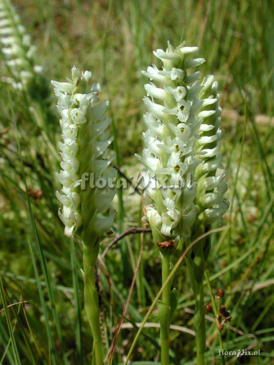 Spiranthes romanzoffiana