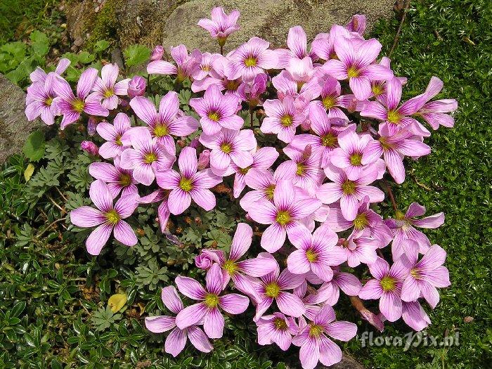 Oxalis