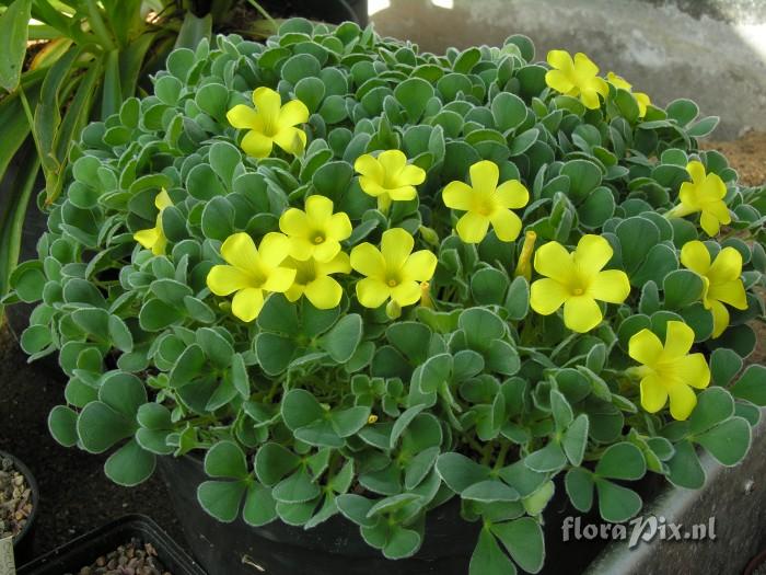 Oxalis purpurea Ken Aslet