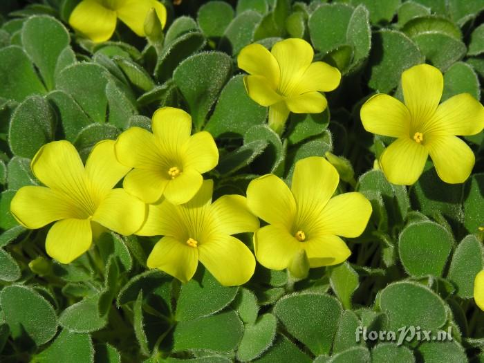 Oxalis purpurea Ken Aslet