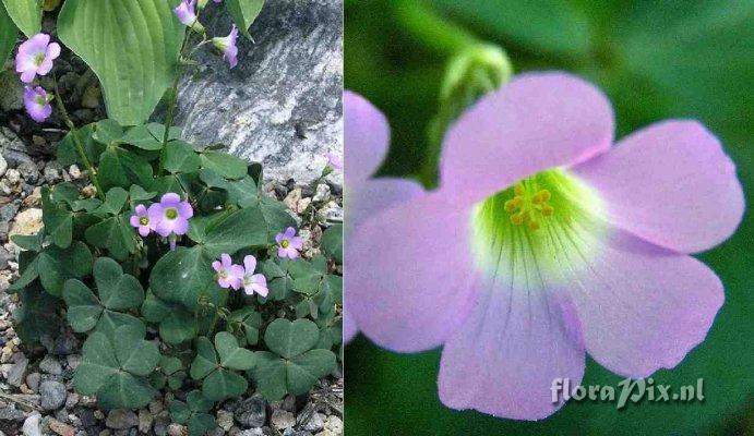 Oxalis violacea