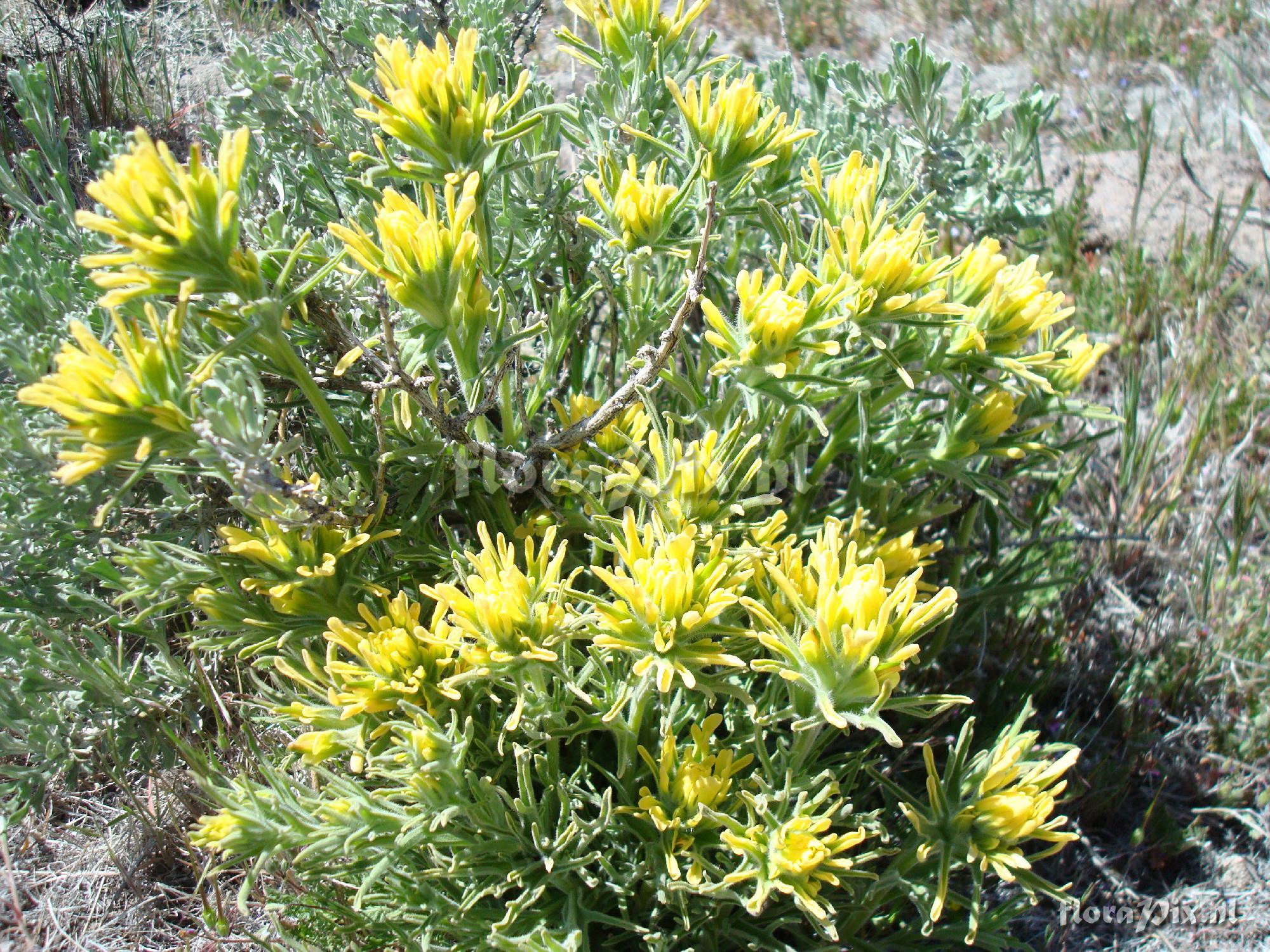 Castilleja applegatei