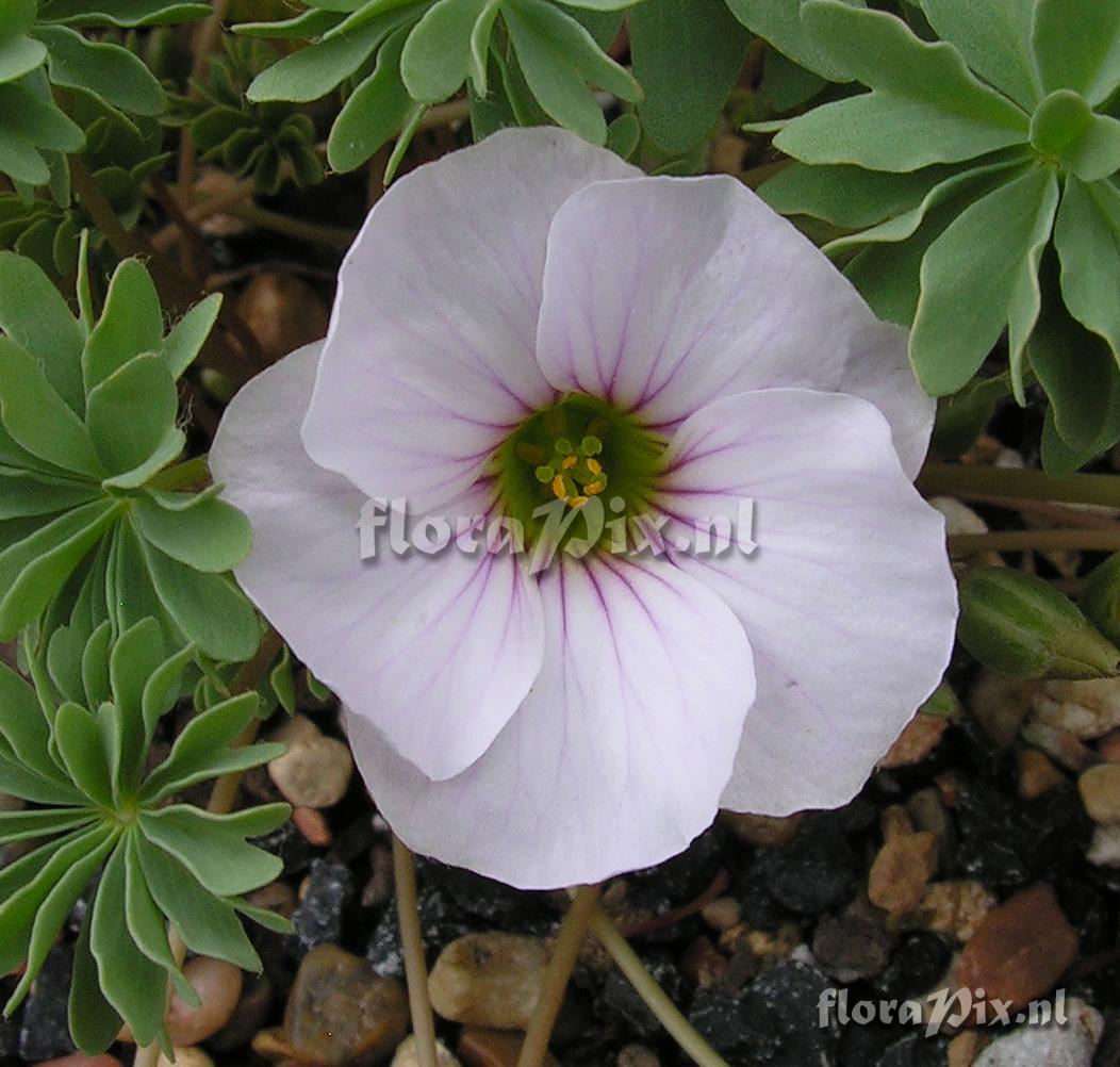 Oxalis 