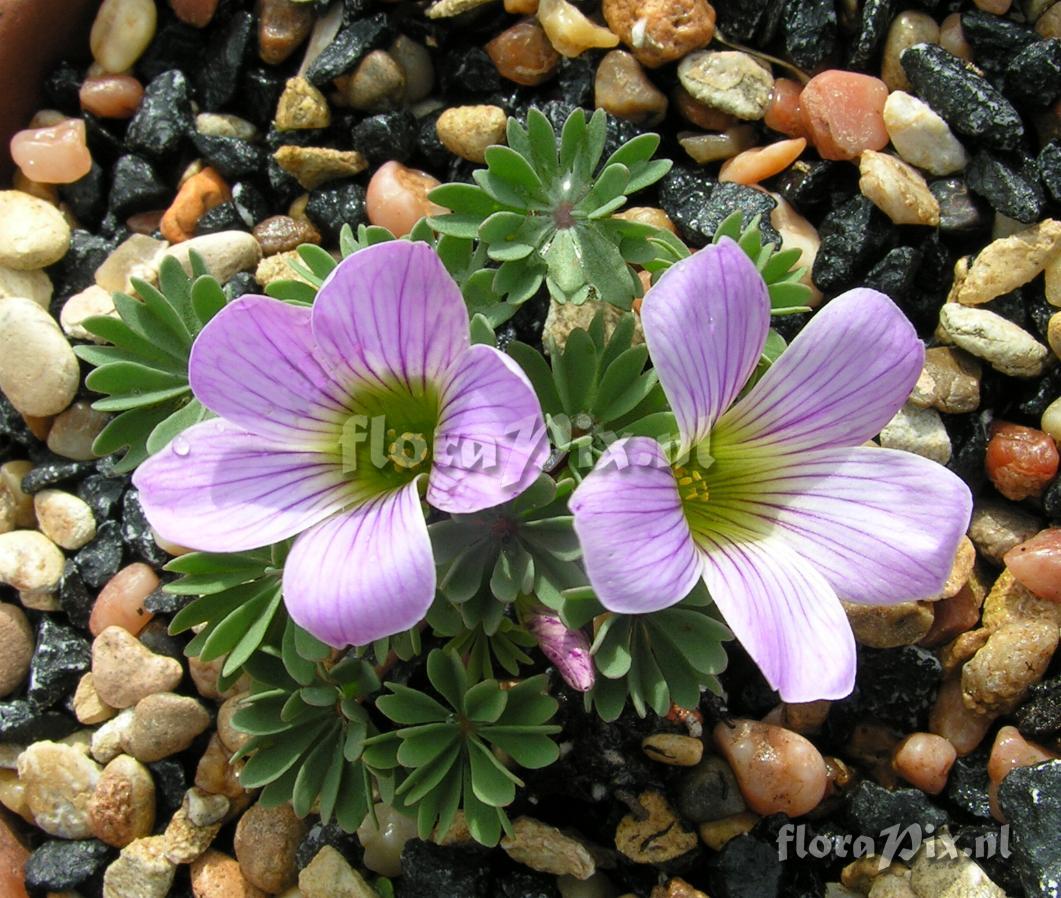 Oxalis 