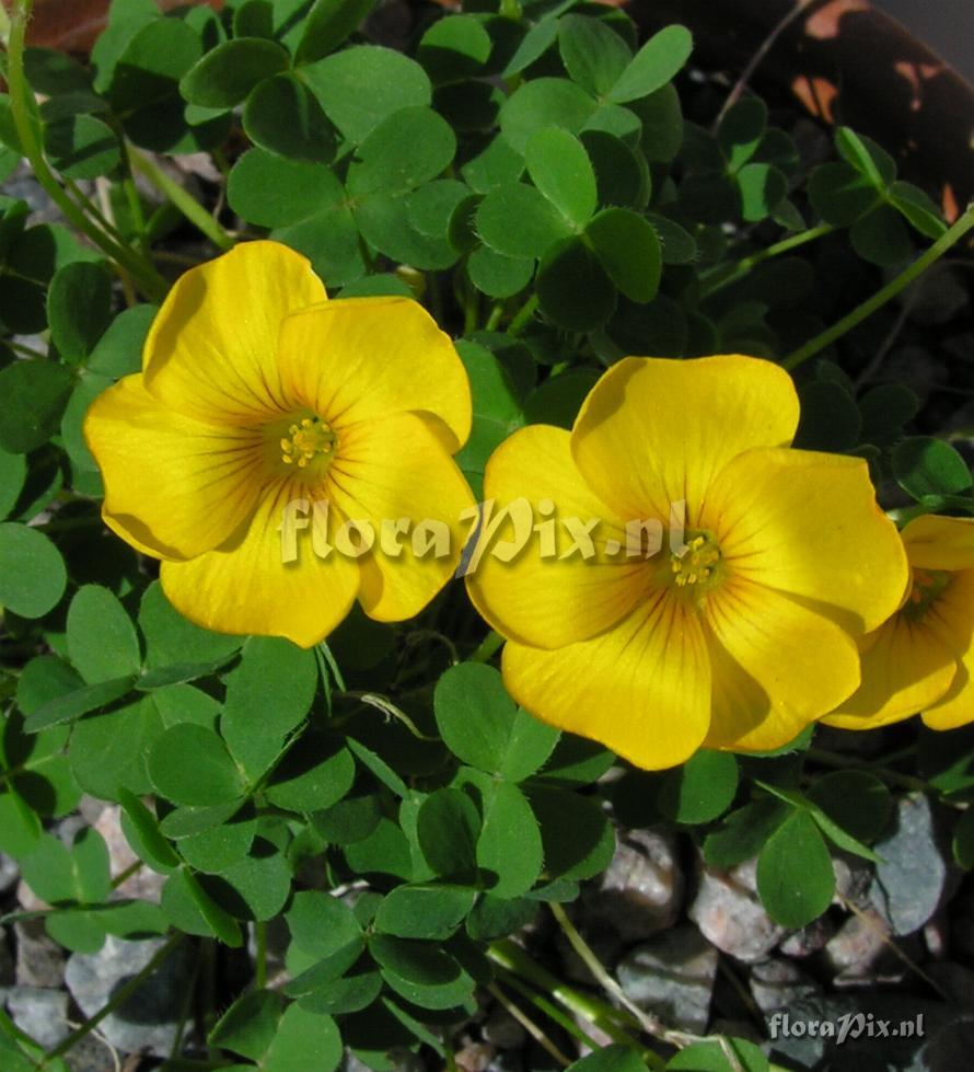 Oxalis perdicaria