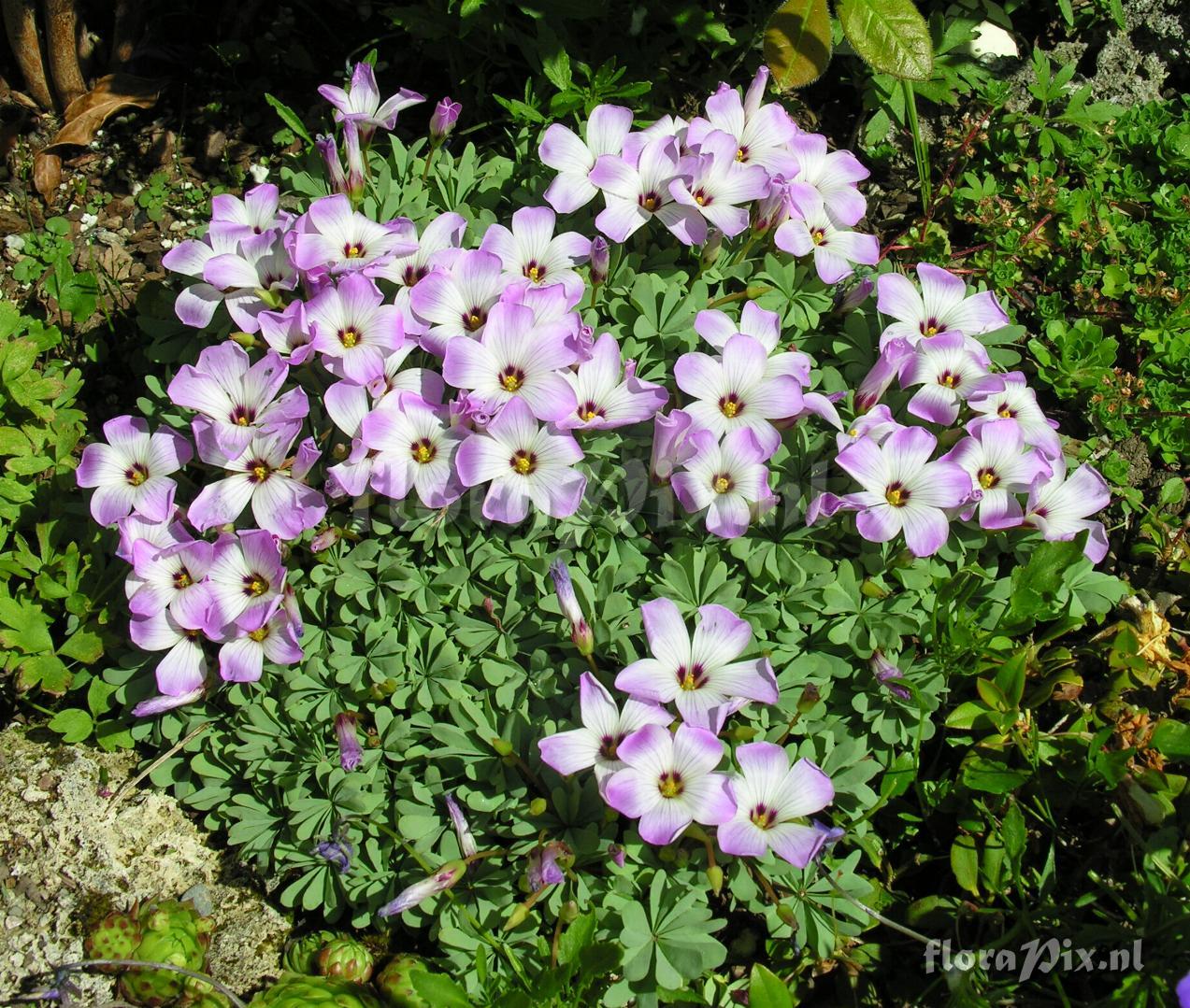 Oxalis adenophylla