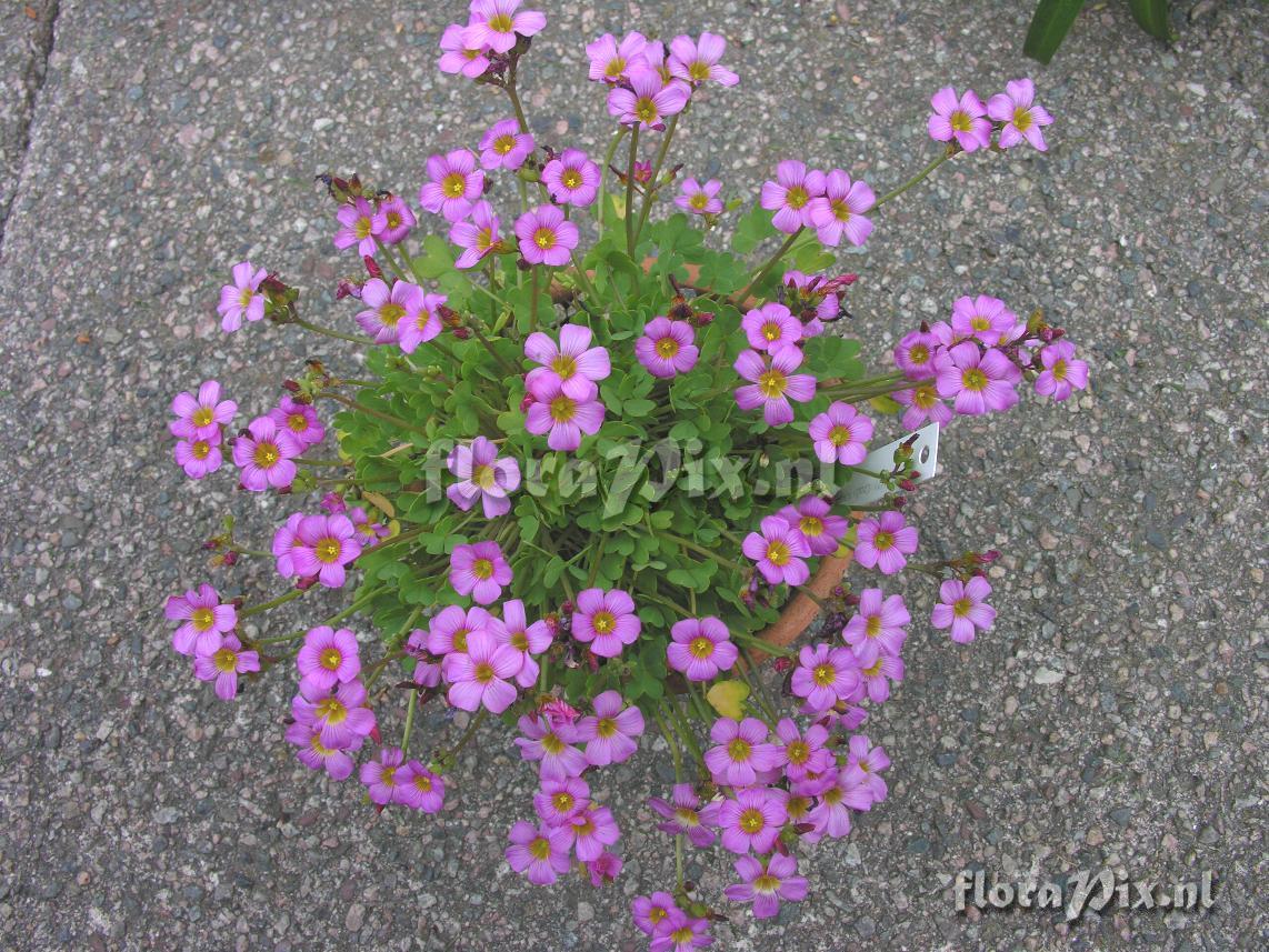 Oxalis squamata