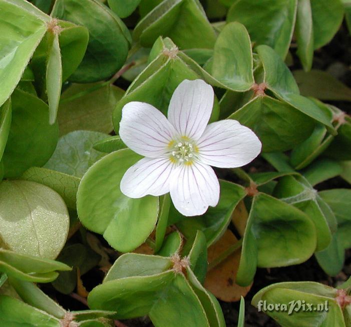 Oxalis oregana