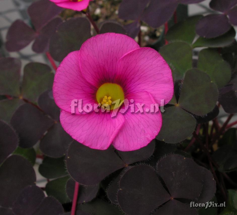 Oxalis purpurea 