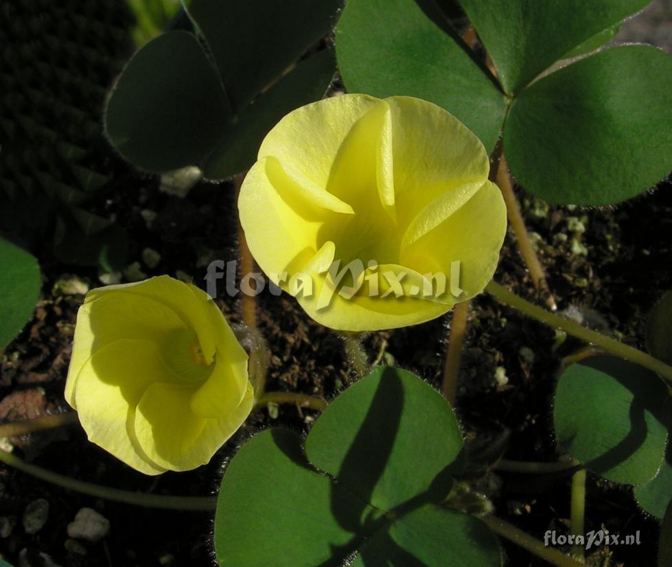 Oxalis luteola